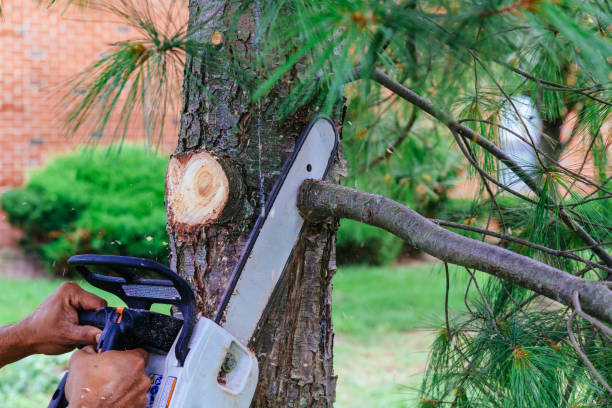 How Our Tree Care Process Works  in  Bradley Gardens, NJ